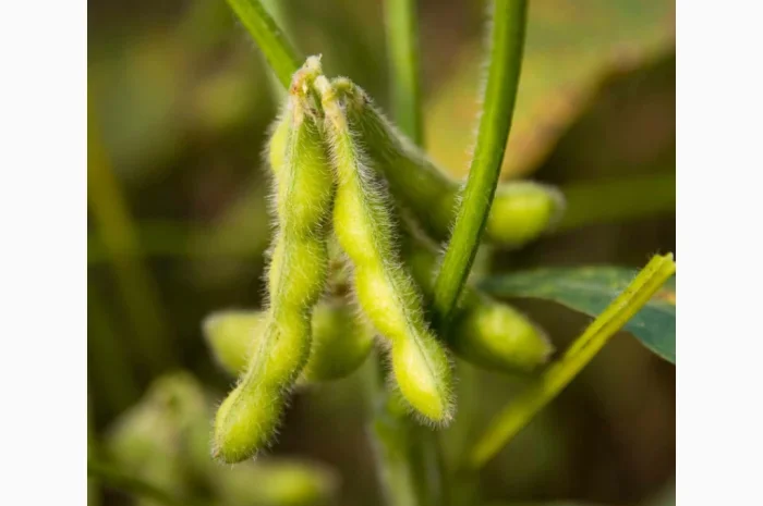 Насіння сої сорту ЕС Директор - якісний посівний матеріал- фото № 1