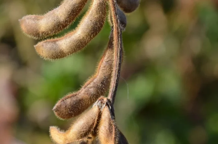 Насіння сої сорту ЕС Візитор на продажу- фото № 1