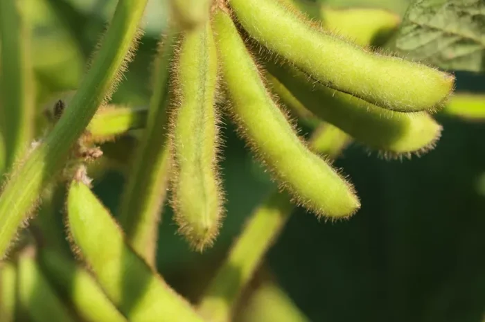 РЖТ Сірелія - репродукция сои- фото № 1