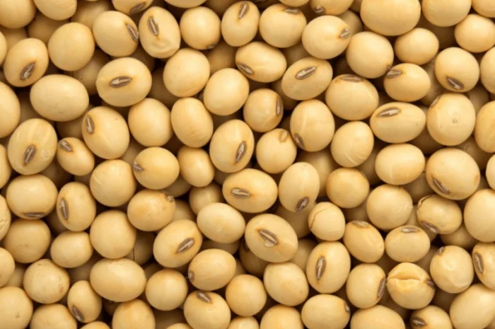 Насіння сої ГМО (під Раундап) Аполло- фото № 1