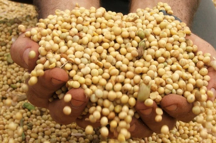 Куплю сою. Высокая цена- фото № 1