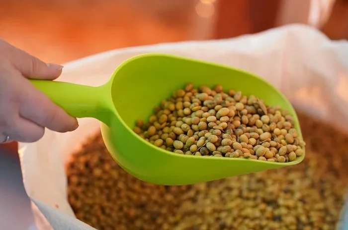 Закупаем НЕ ГМО сою от производителей на постоянной основе- фото № 3