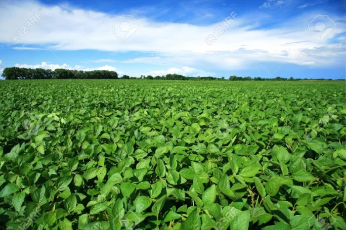 Насіння сої ГМО из Канады - раундапостійка- фото № 1