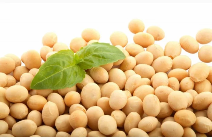 Насіння сої ГМО из Канады - раундапостійка- фото № 3