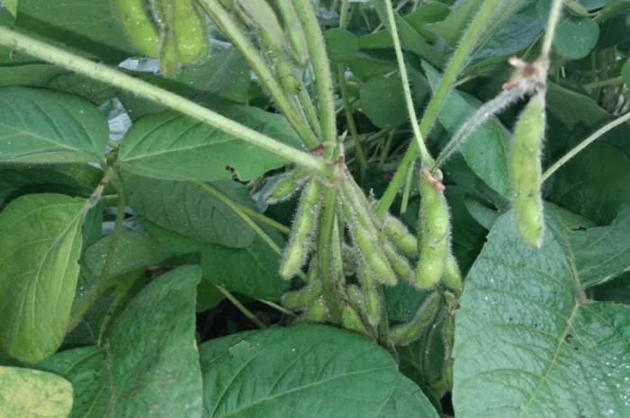 Насіння сої ГМО из Канады - раундапостійка- фото № 4