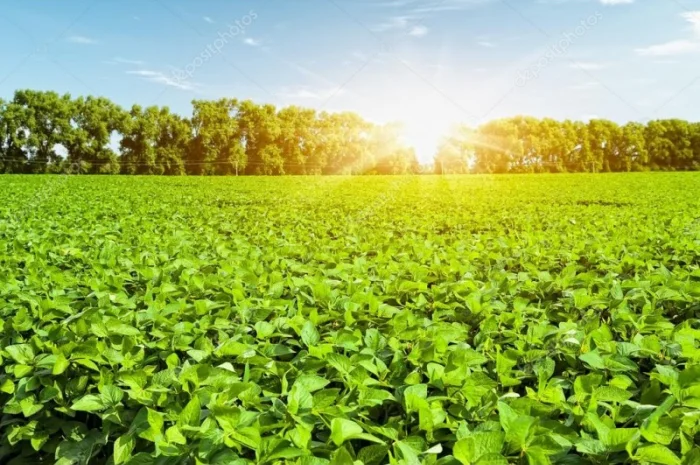 Насіння сої ГМО из Канады - раундапостійка- фото № 6