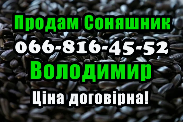 Продам соняшник!На постійній основі- фото № 1