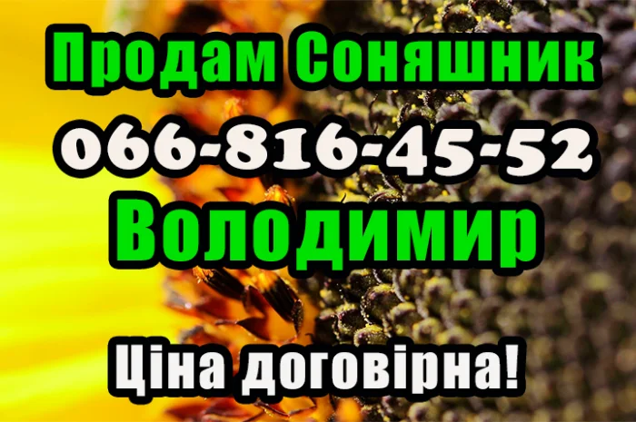 Реалізуєм Соняшник дрібним та великим оптом! Ціна договірна- фото № 1