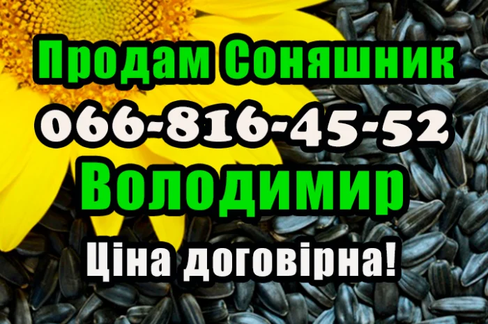 Продаю соняшник у будь яких обсягах! Виробник/переробник- фото № 1