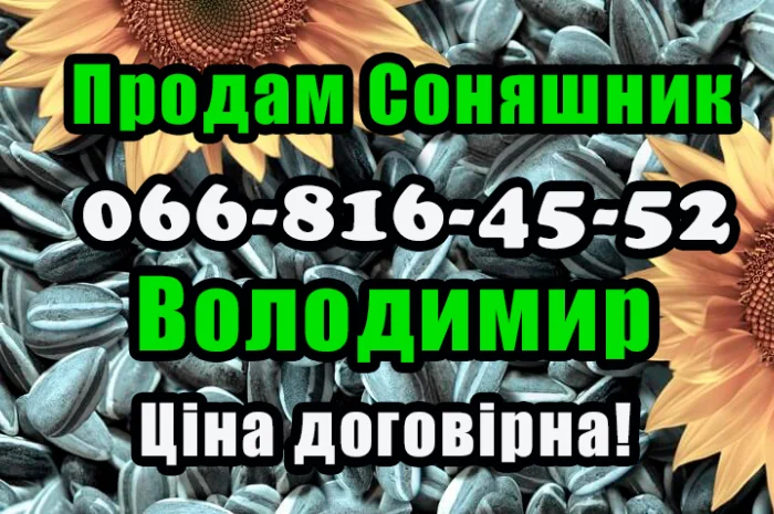 Продам соняшник у будь якій кількості- фото № 1