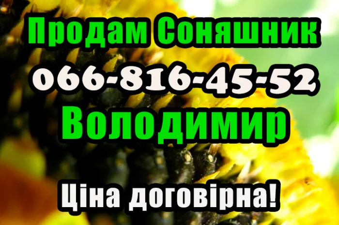 Підприємство реалізує високоякісне насіння соняшнику- фото № 1