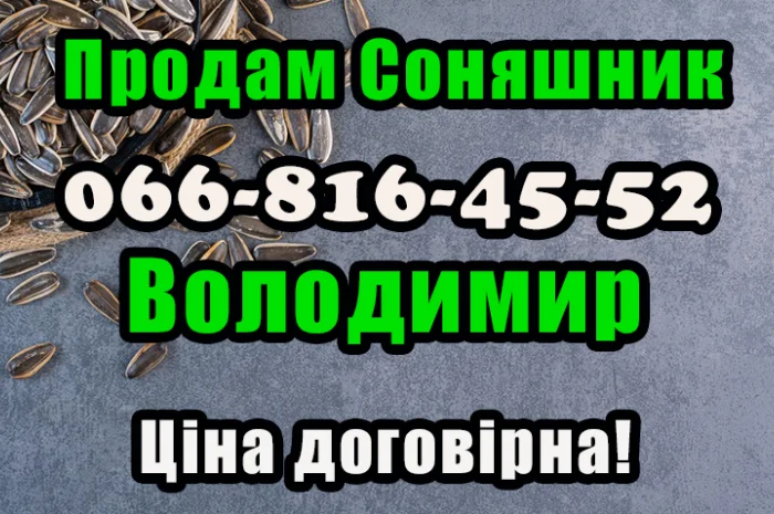 Підприємство реалізує соняшникове насіння! Ціна договірна (від обсягу)- фото № 1