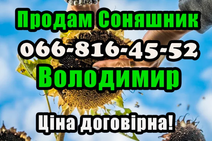 Реалізуєм насіння соняшника!ціна формується від обсягу замовлення- фото № 1