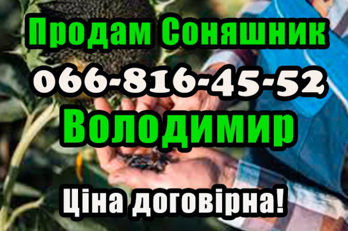 Шукаю збут для соняшнику! Ціна договірна!Значні обсяги реалізації- фото № 1