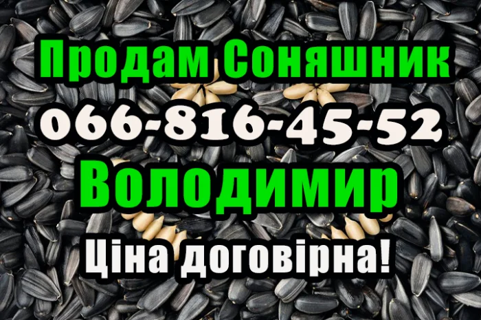 Підприємство реалізує соняшник- фото № 1