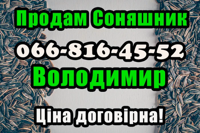 Підприємство продає соняшник!!! Будь який обсяг- фото № 1