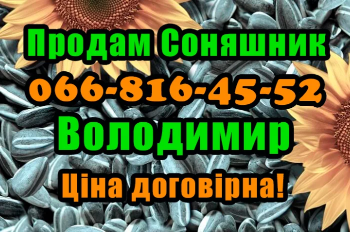 Продам Соняшник- фото № 1
