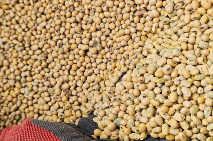 Закуповуємо Сою- фото № 1