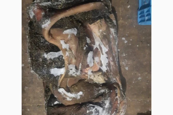 Покупаю рубец говяжий- фото № 2