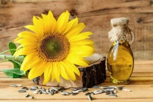 Продам Соняшник- фото № 1