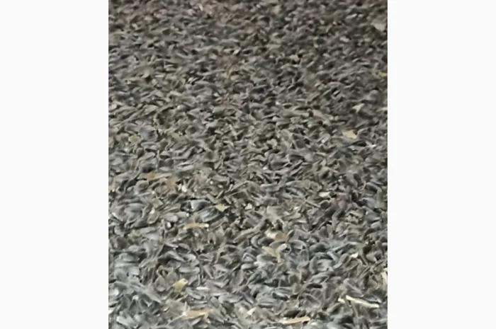 Продам соняшник- фото № 1