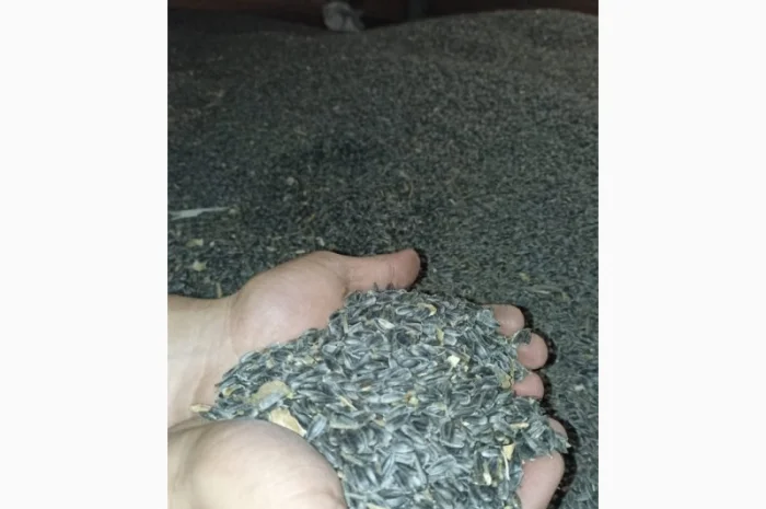 Продам соняшник- фото № 2