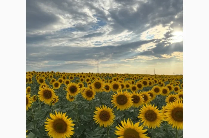 Куплю соняшник- фото № 1