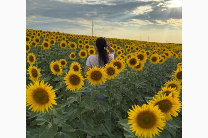 Соняшник- фото № 1