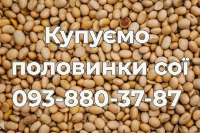 Закупаем половинки сои (оплата Ф1, Ф2)- фото № 1