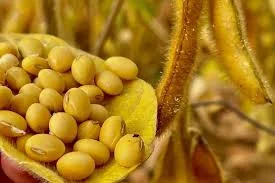 Куплю сою без ГМО по всей Украине- фото № 1