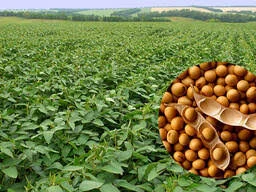 Купуємо сою ГМО та без ГМО в Одесі- фото № 1