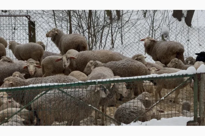 Продажа овец Романівской породы- фото № 1