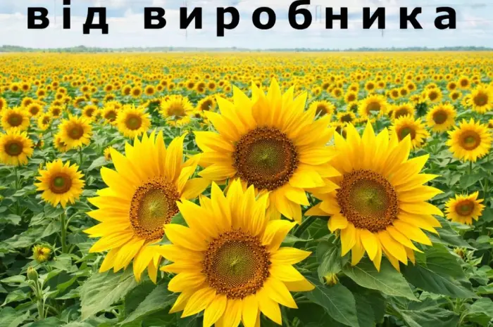 Насіння соняшника від виробника- фото № 1