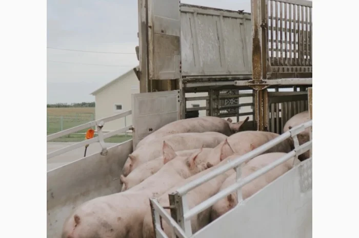 За купляємо свині свиноматки брак- фото № 1