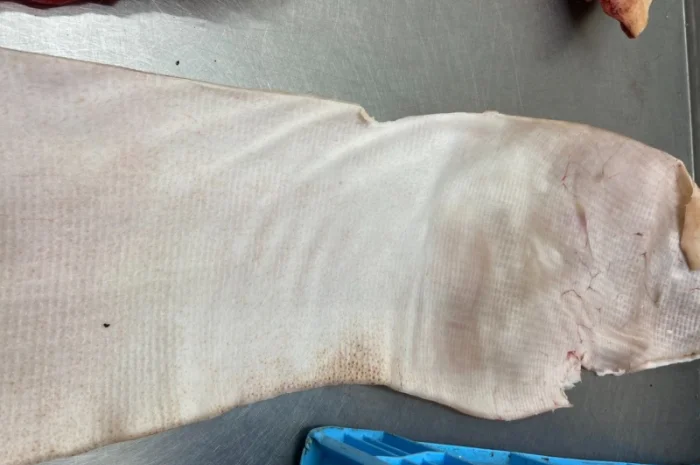 Качественная свиная шкура в продаже- фото № 2