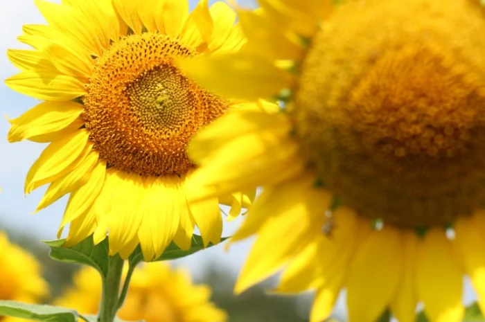 Cоняшник Вороний- фото № 1