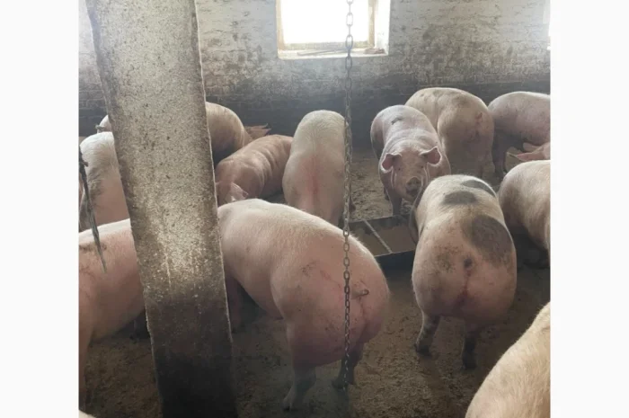 Куплю свині- фото № 1