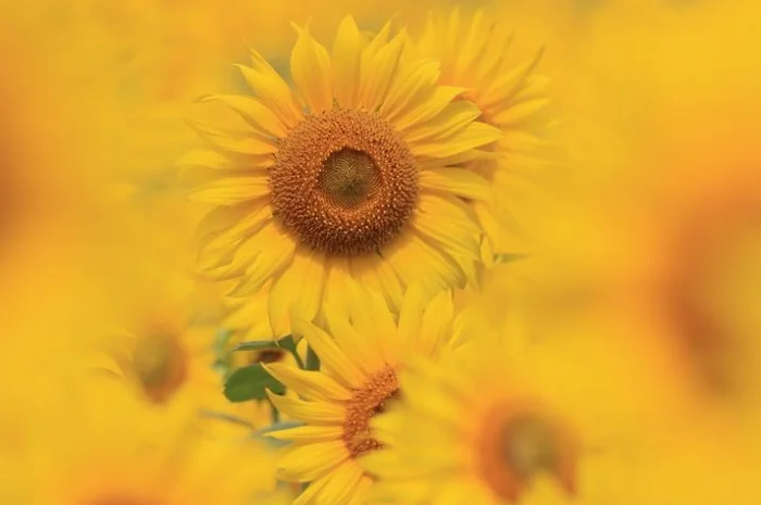 Класичний соняшник Командор 777- фото № 1