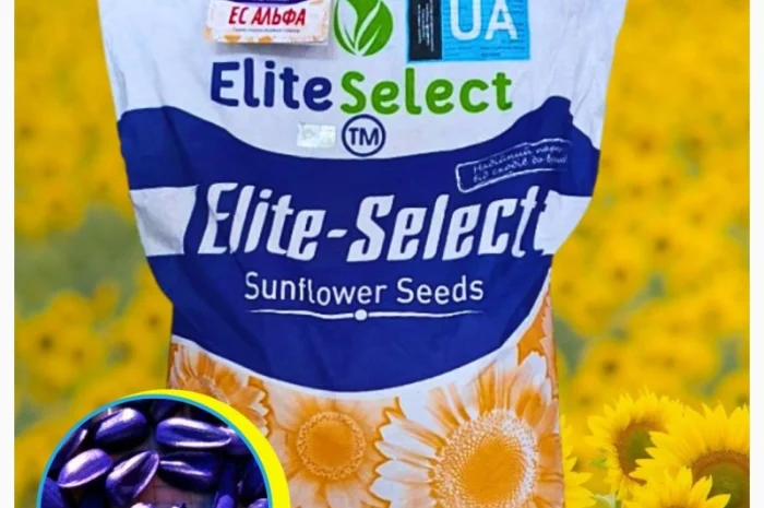 Соняшник Альфа- фото № 1