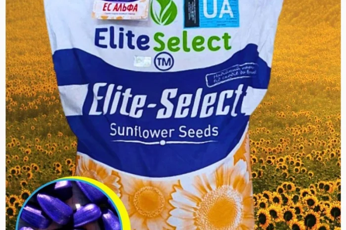 Соняшник ЕС Альфа- фото № 1