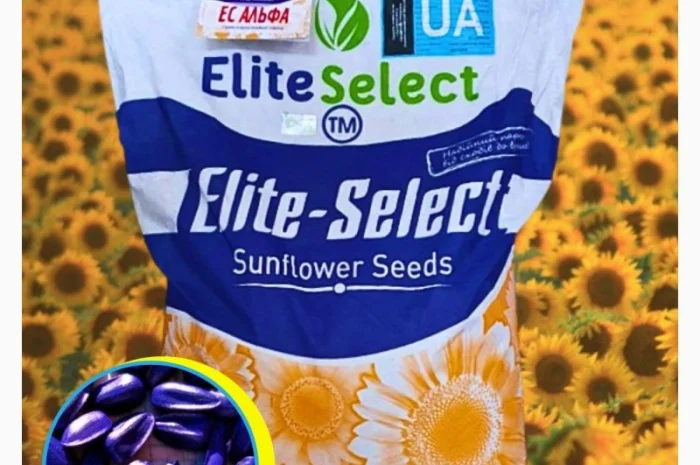 Соняшник ЕС Альфа- фото № 1