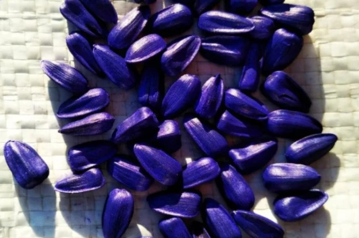 Соняшник ЕС Альфа- фото № 2