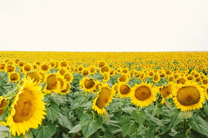 Соняшник ЕС Берекет- фото № 1