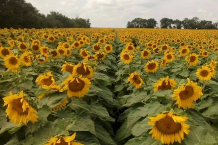 Соняшник ЕС Берекет- фото № 2