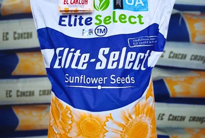 Соняшник ЕС Саксон- фото № 1