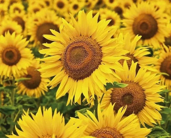 Соняшник Берекет- фото № 1