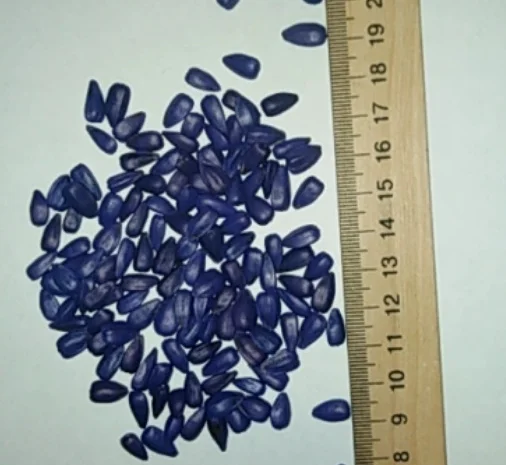 Соняшник Берекет- фото № 2