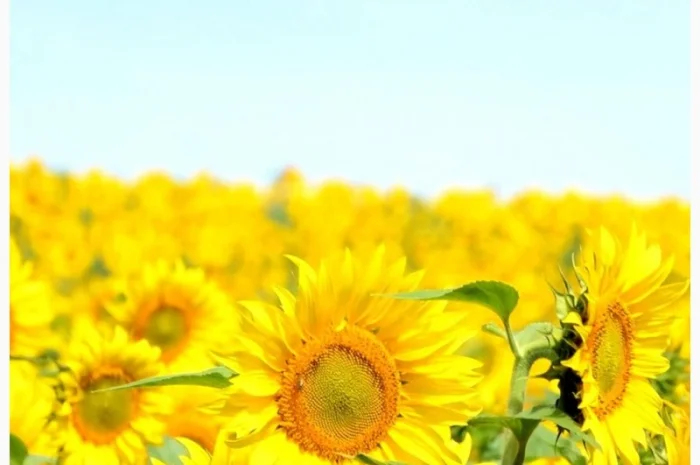 Соняшник Берекет ЕС- фото № 1