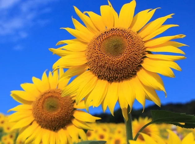 Соняшник ЕС Саксон- фото № 1