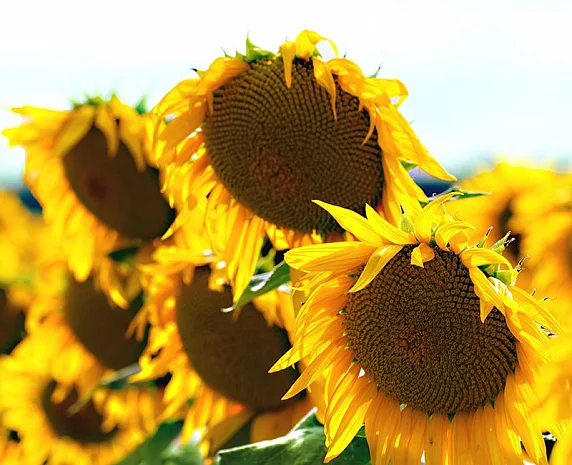 Соняшник Амарок під Гранстар- фото № 1